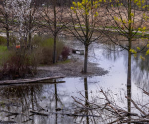 Bobrowe tamy na Potoku Służewieckim w Warszawie