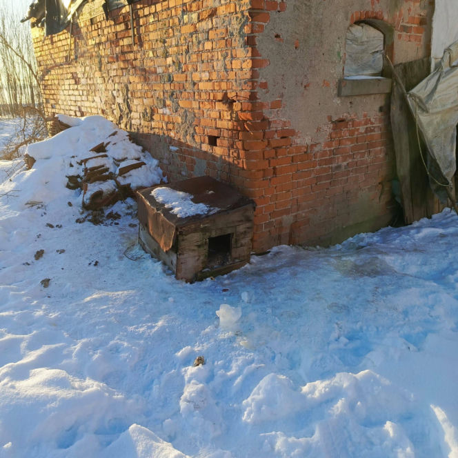 Metalowy łańcuch wrósł w szyję Reksia. Trzy kundelki z odmrożeniami