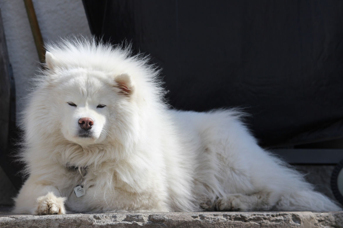 SAMOYED