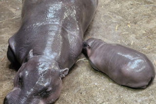 Wyjątkowe narodziny w gdańskim zoo! Na świat przyszła mała hipopotamka karłowata