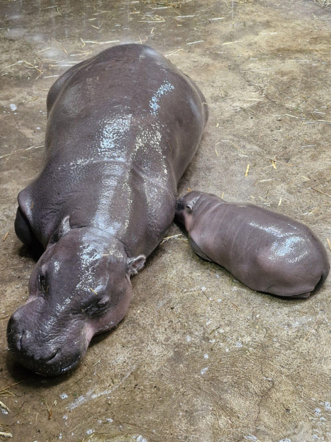 Wyjątkowe narodziny w gdańskim zoo! Na świat przyszła mała hipopotamka karłowata