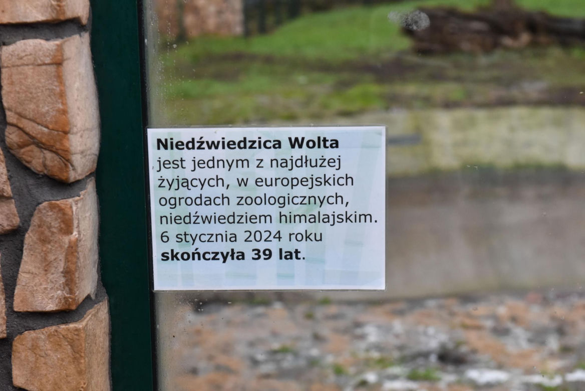 Niedźwiedzica Wolta z toruńskiego Zoo skończyła 40 lat!