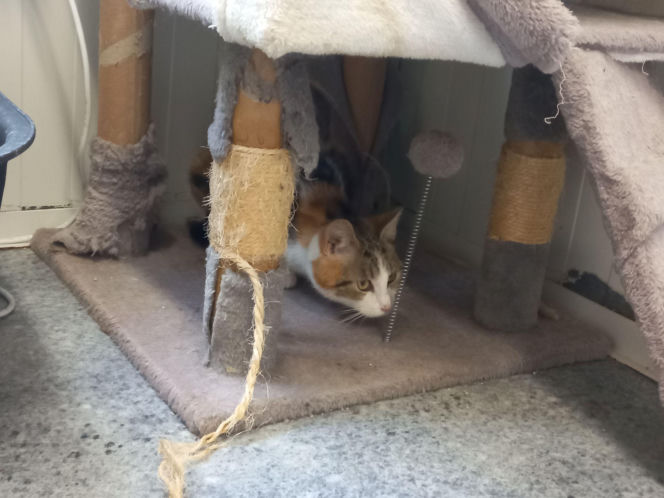 Mruczki w roli głównej. Dzień Kota w schronisku dla bezdomnych zwierząt w Henrykowie