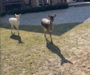 Szokujące nagranie z ogrodu Ewy Gawryluk! Takich gości się nie spodziewała