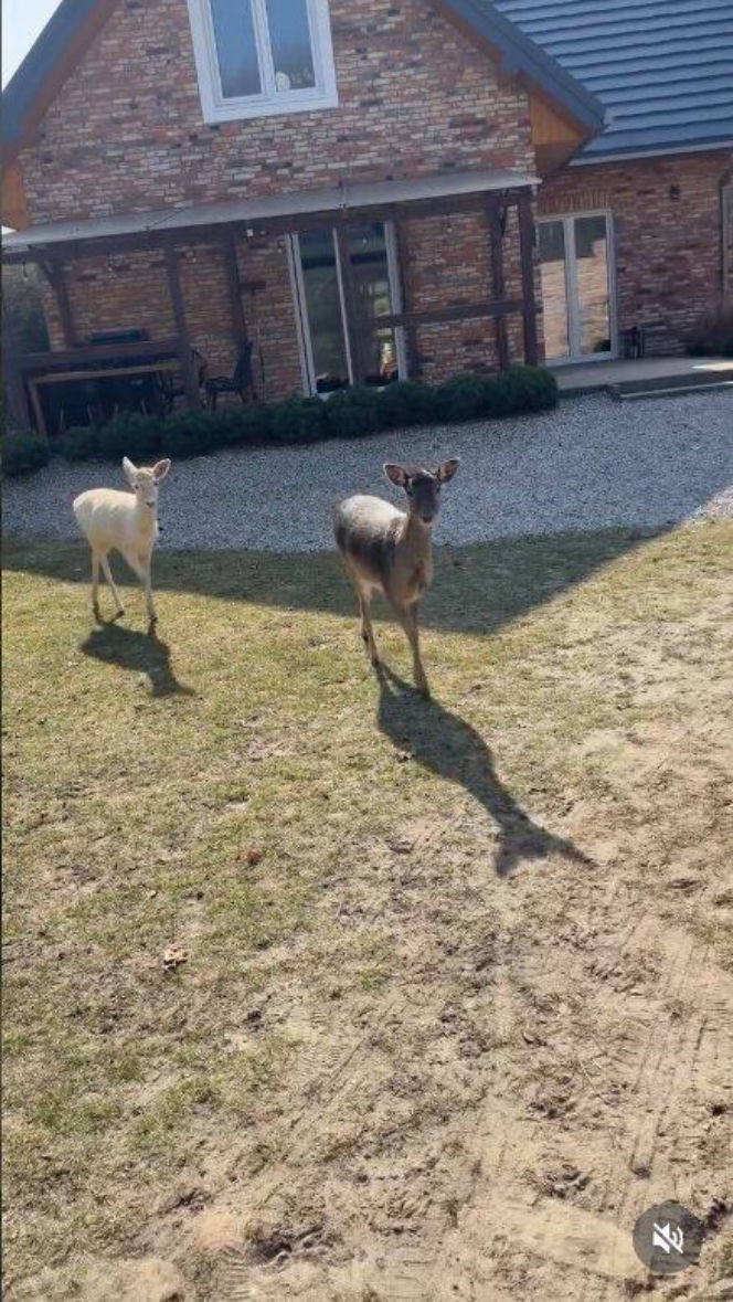 Szokujące nagranie z ogrodu Ewy Gawryluk! Takich gości się nie spodziewała