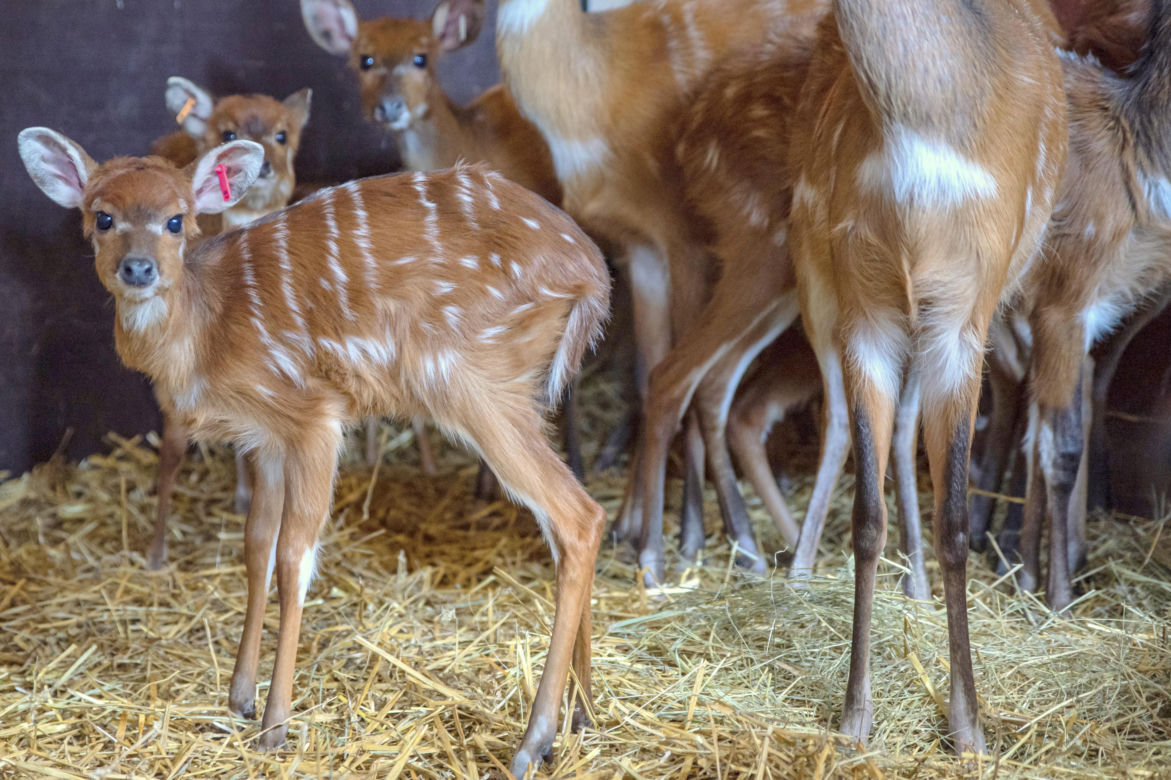 Antylopy sitatunga