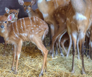 Antylopy sitatunga