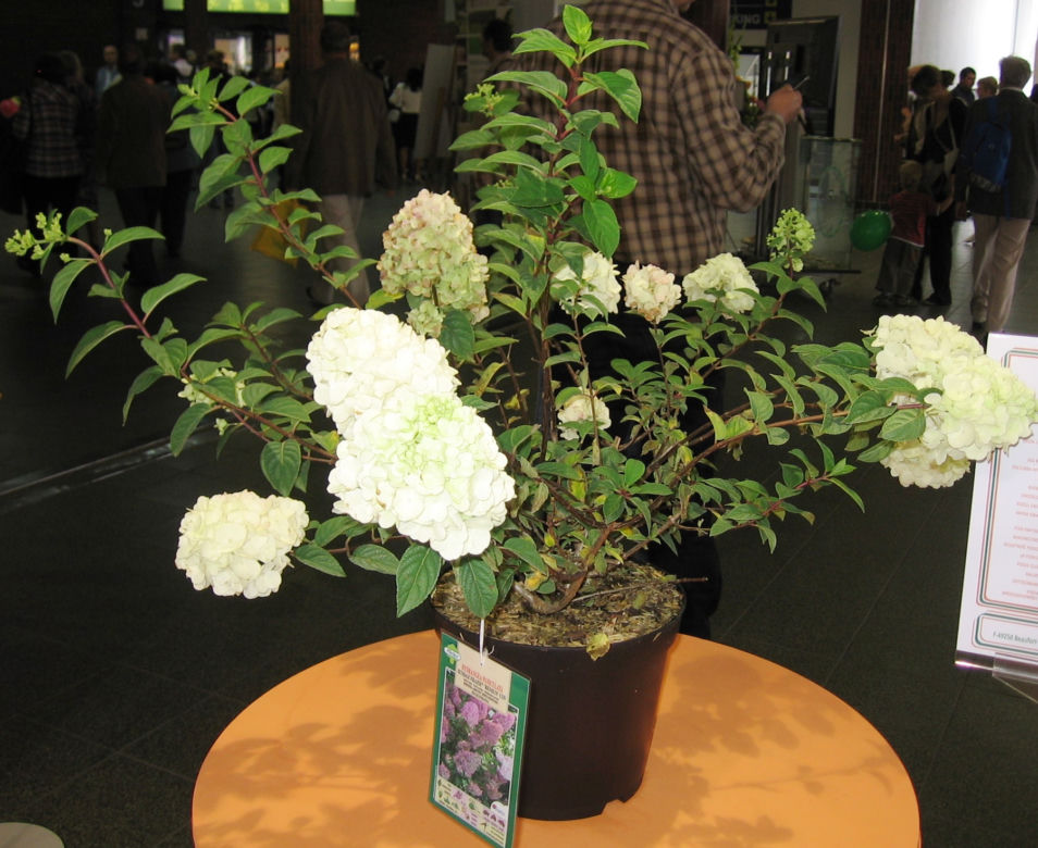 Hortensja bukietowa 'Rensun' PBR