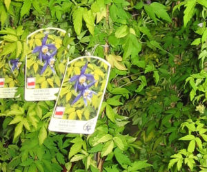 Powojnik 'Stolwijk Gold'