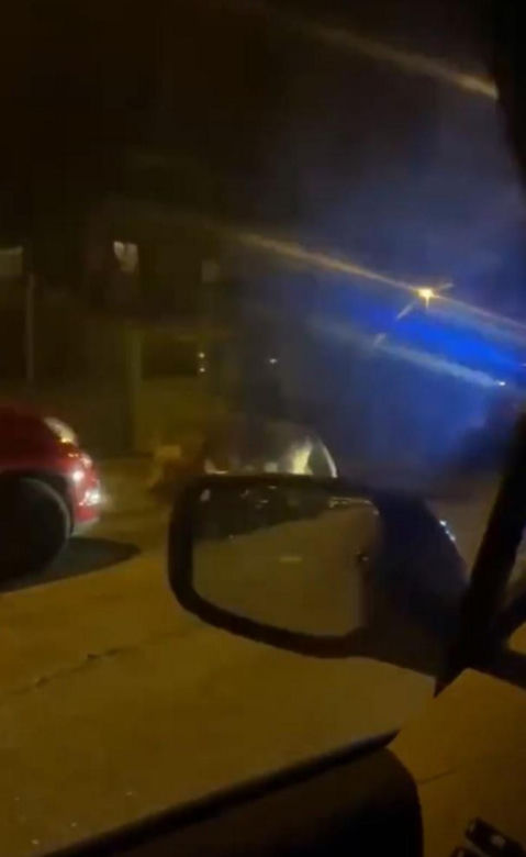 Lew uciekł z cyrku! Przez siedem godzin terroryzował miasto. Zwierz pojmany!