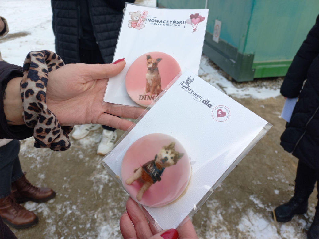 Mruczki w roli głównej. Dzień Kota w schronisku dla bezdomnych zwierząt w Henrykowie