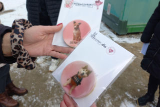 Mruczki w roli głównej. Dzień Kota w schronisku dla bezdomnych zwierząt w Henrykowie