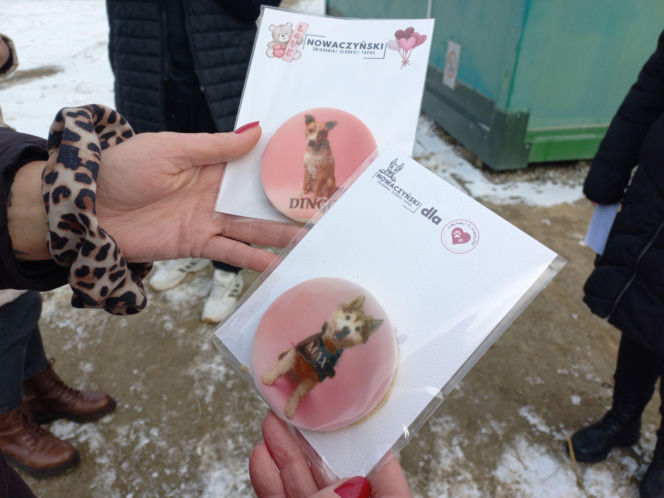 Mruczki w roli głównej. Dzień Kota w schronisku dla bezdomnych zwierząt w Henrykowie