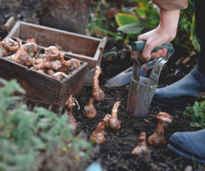Sadzenie cebulek jesienią