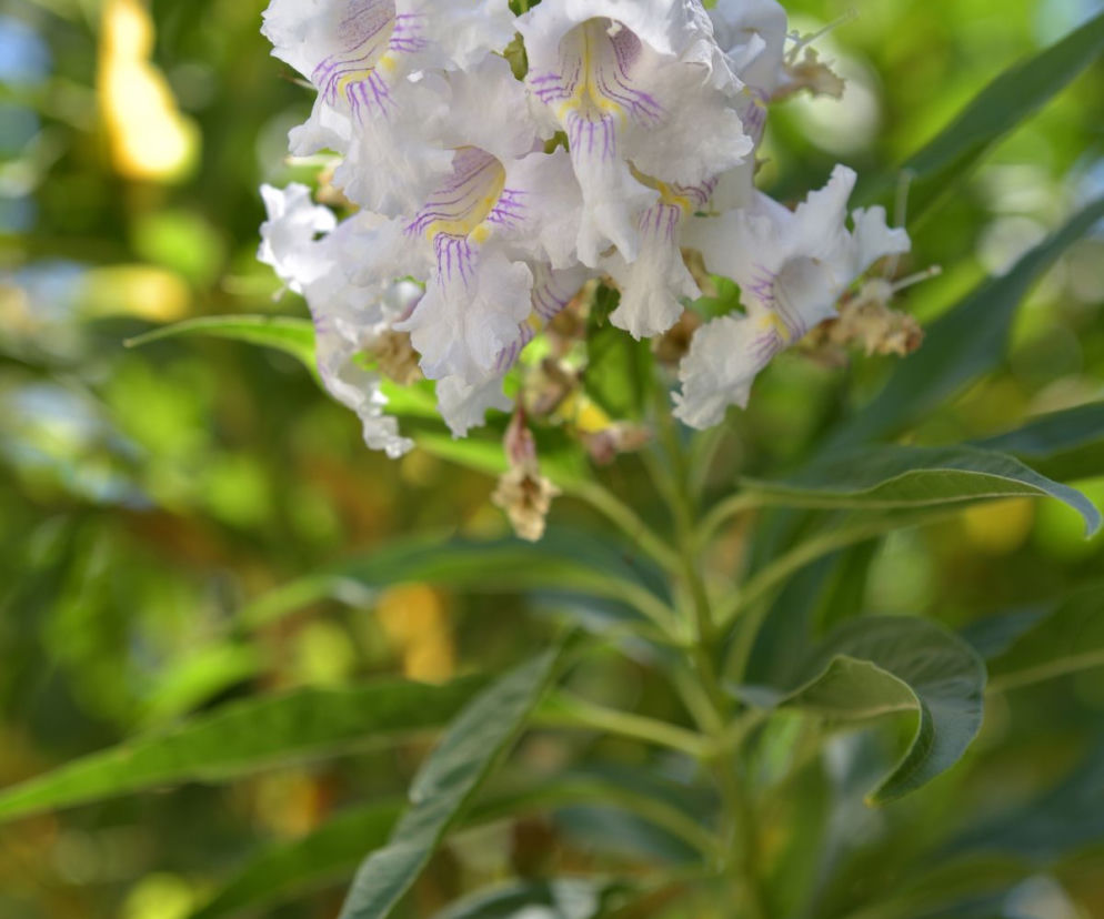 Chitalpa taszkiencka