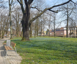 Żółte i niebieskie symbole wiosny w Lesznie