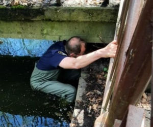 Skok z okna na trzecim piętrze i ucieczka do kanału! Strażnicy uratowali kota z opresji