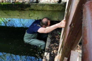 Skok z okna na trzecim piętrze i ucieczka do kanału! Strażnicy uratowali kota z opresji