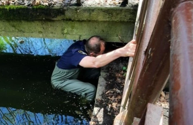 Skok z okna na trzecim piętrze i ucieczka do kanału! Strażnicy uratowali kota z opresji