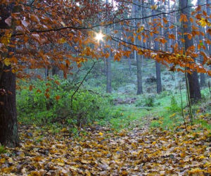 Trójmiejski Park Krajobrazowy