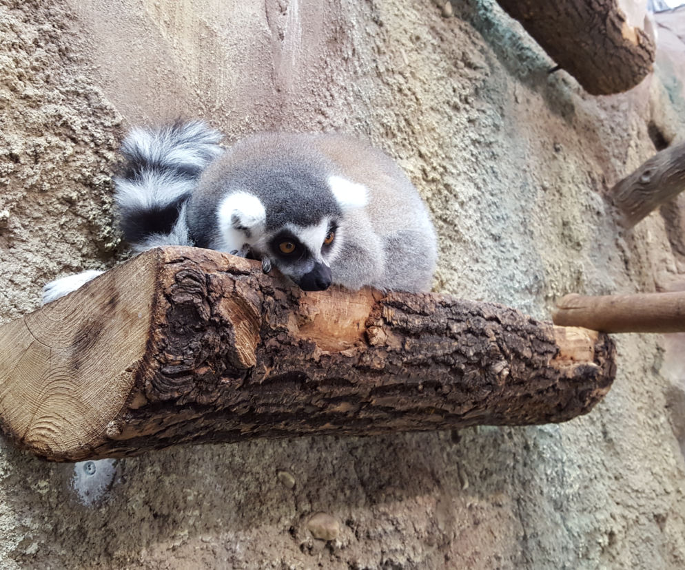 Lemur Julian obchodzi dziś 8 urodziny