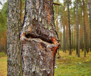 Bory Dolnośląskie