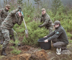 Choinka dla kombatanta