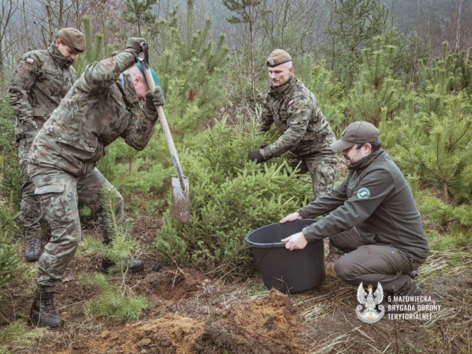 Choinka dla kombatanta
