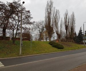 PGE Toruń wspiera zieleń i zagrożone gatunki zwierząt!