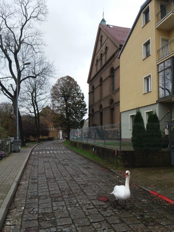 Wielka obława na łabędzia