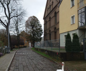 Wielka obława na łabędzia