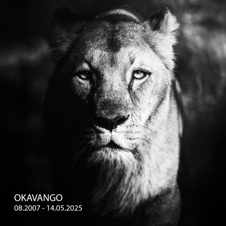 Smutek we wrocławskim zoo. Nie żyje Okavango, lwica angolska. Mieszkała w ogrodzie od 16 lat
