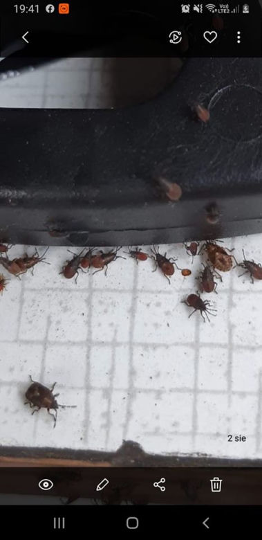Zabrze: OBRZYDLIWE robactwo wpełza do domów. Uważajcie, to prawdziwa PLAGA!