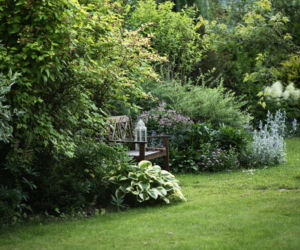 Jak szybko stworzyć bujny ogród? Oto najlepsze rośliny!