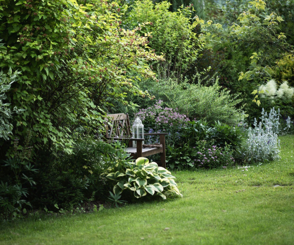 Jak szybko stworzyć bujny ogród? Oto najlepsze rośliny!