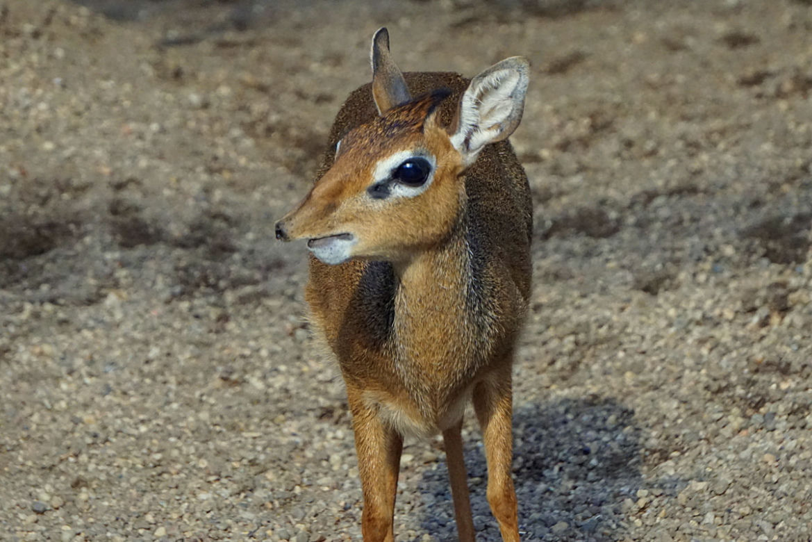 We wrocławskim zoo urodził się mały dikdik