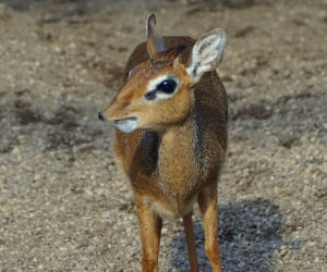 We wrocławskim zoo urodził się mały dikdik