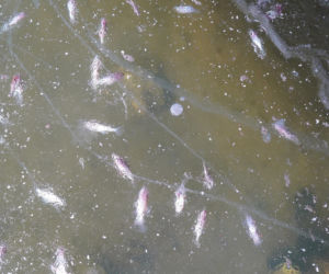 Rybi dramat w Białymstoku. Tysiące martwych ryb pod lodem