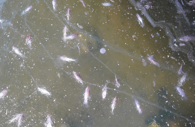 Rybi dramat w Białymstoku. Tysiące martwych ryb pod lodem