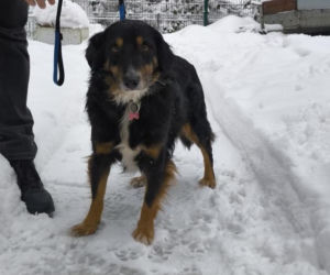 Mężczyzna odpowie za znęcanie się nad zwierzęciem. Wystraszonym czworonogiem zajęli się pracownicy schroniska „Ciapkowo”