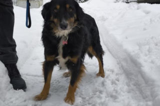 Mężczyzna odpowie za znęcanie się nad zwierzęciem. Wystraszonym czworonogiem zajęli się pracownicy schroniska „Ciapkowo”