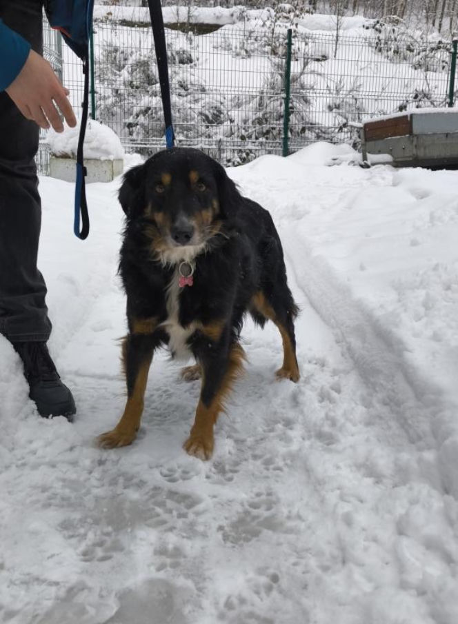 Mężczyzna odpowie za znęcanie się nad zwierzęciem. Wystraszonym czworonogiem zajęli się pracownicy schroniska „Ciapkowo”