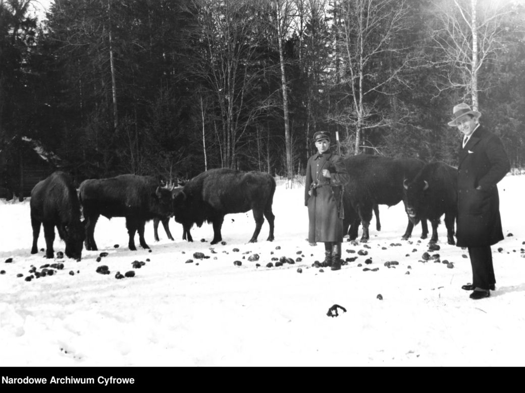 Żubry w czasie posiłku, Białowieża, okres międzywojenny