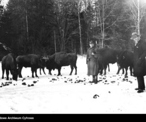 Żubry w czasie posiłku, Białowieża, okres międzywojenny