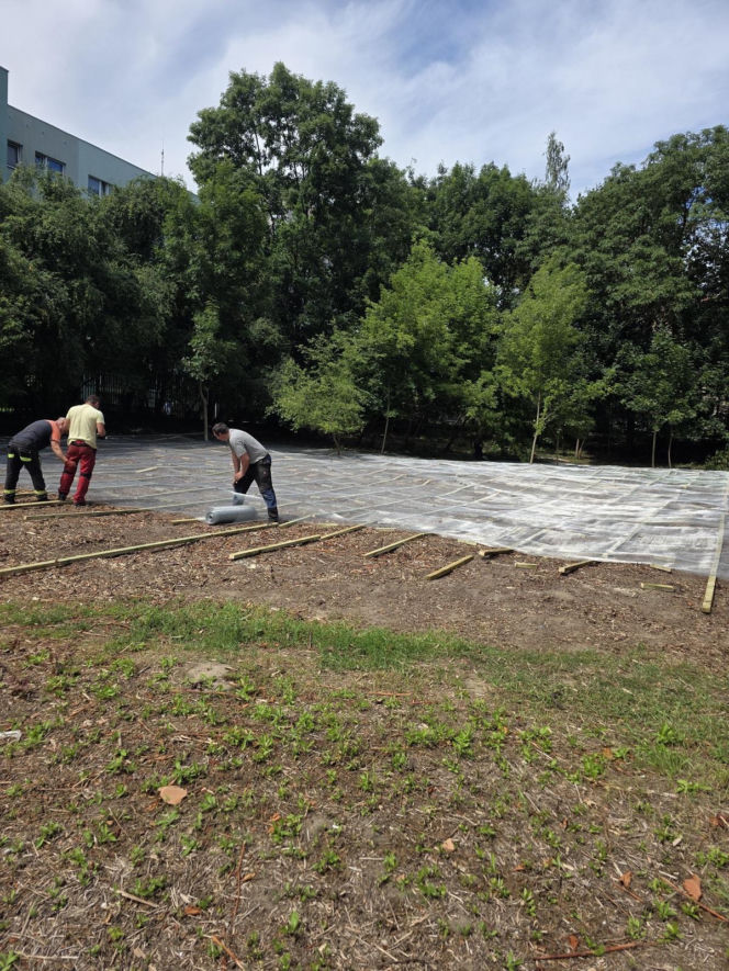 Walka z rdestowcem na Osiedlu Arkońskim