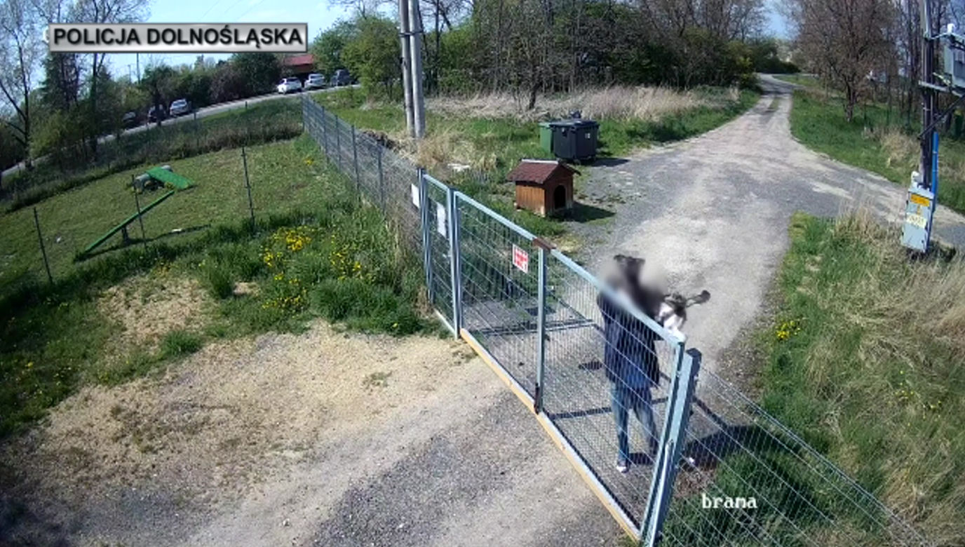 Sadysta rzucił psem przez ogrodzenie schroniska! Wszystko się nagrało. 