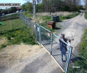 Sadysta rzucił psem przez ogrodzenie schroniska! Wszystko się nagrało. 