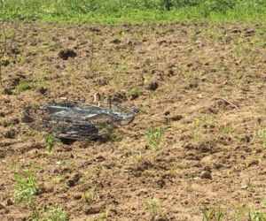 Kłusownik postawił pułapkę w lesie. Przynętą miał być żywy gołąb