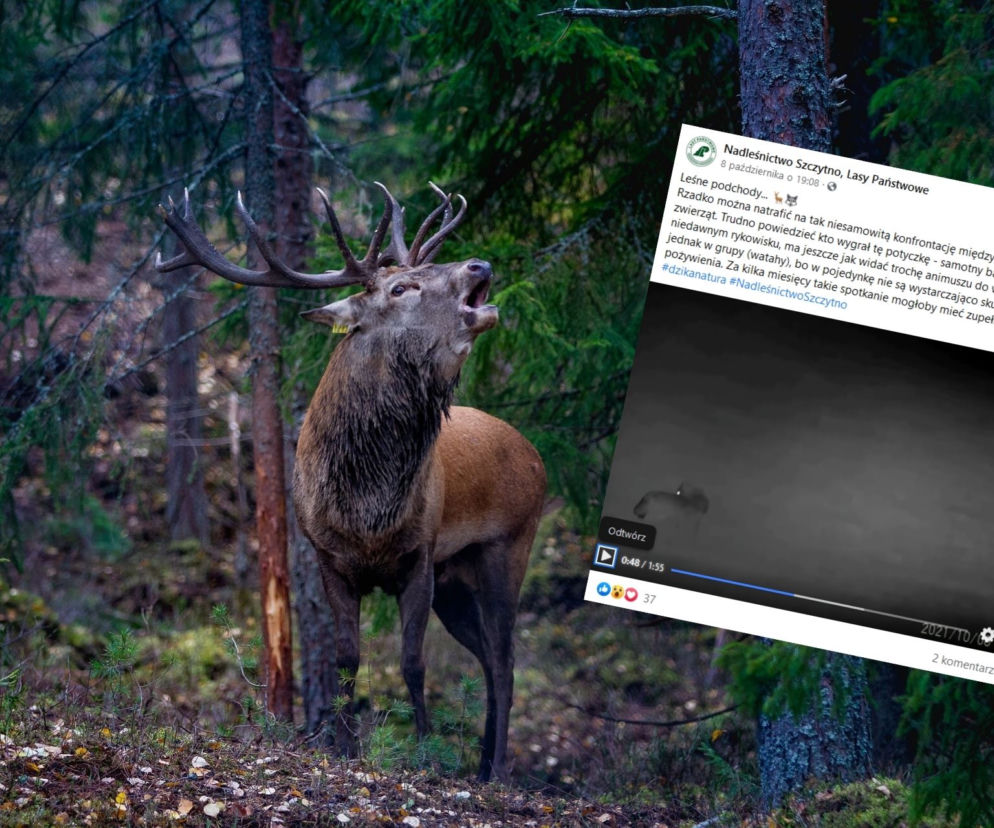 Jeleń pogonił wilka! W sieci wyjątkowe nagranie leśników: Byk po rykowisku miał trochę animuszu do walki 