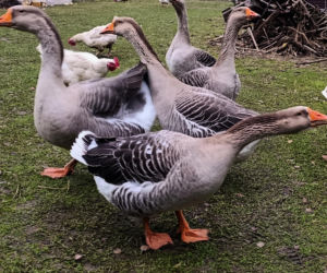 Półroczna Lusia udusiła się w paczce